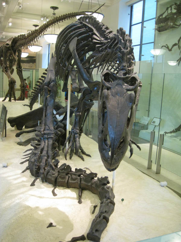 Allosaurus Fragilis