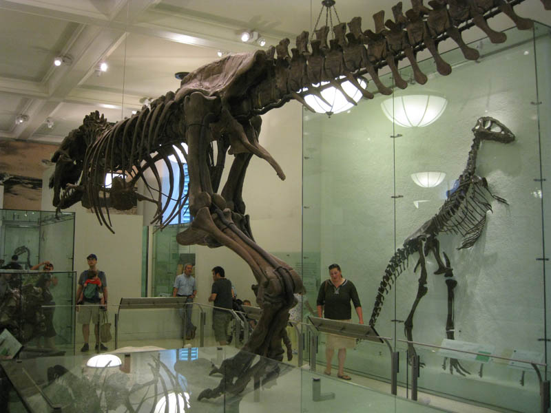 Tyrannosaurus from behind