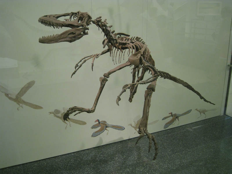 Deinonychus Antirrhopus - the only real fossil of the species on display in the world