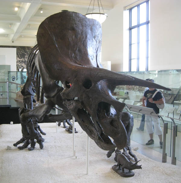 Triceratops