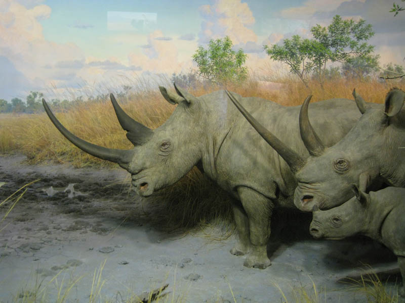 White Rhinoceros or Square-lipped Rhinoceros