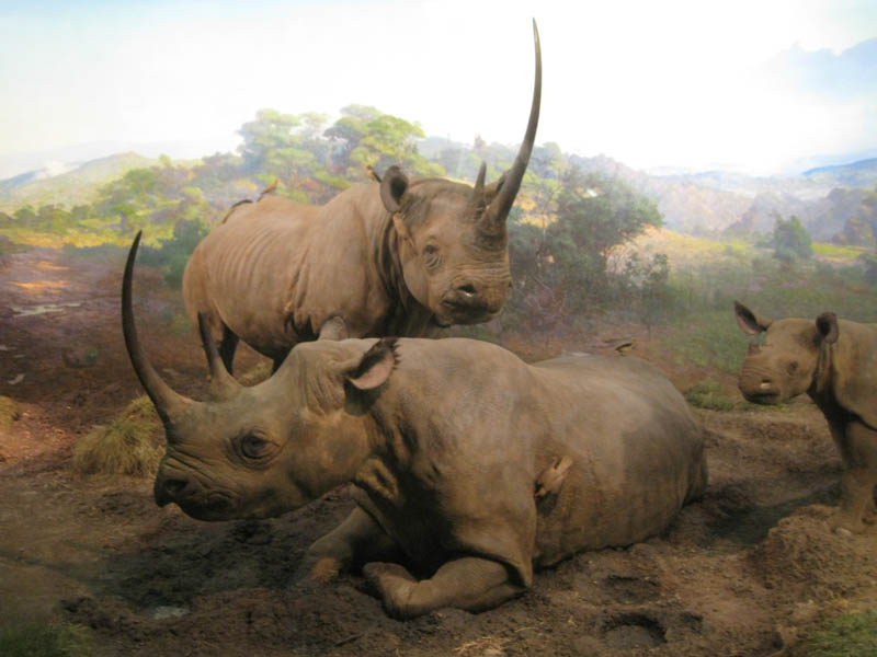 Black Rhinoceros