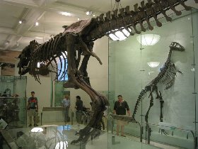 Tyrannosaurus from behind (August 2008) Tyrannosaurus from behind (August 2008)