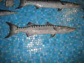 We use to see such barracudas on Vieques (August 2008) We use to see such barracudas on Vieques (August 2008)