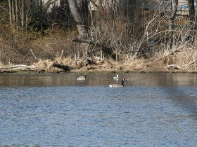 Canadian geese resting on the way home (March 2008) Canadian geese resting on the way home (March 2008)