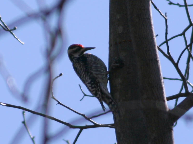 Yellow-bellied Sapsucker (March 2008)