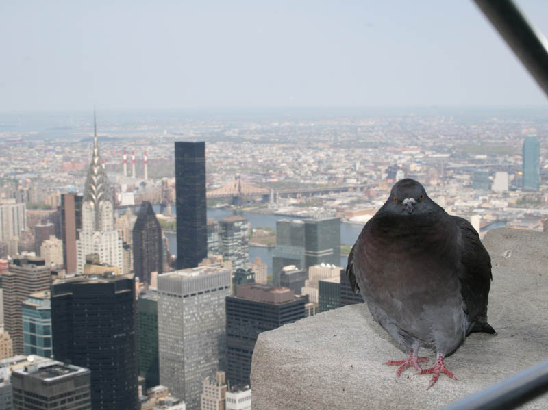 Pigeon at 86th floor