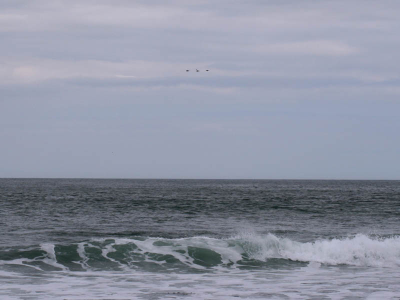 Three birds over the sea