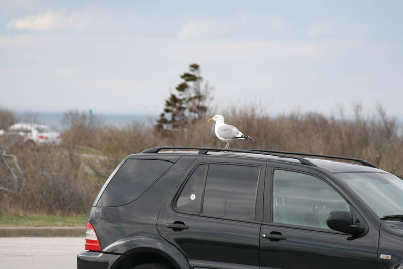 Montauk - or the trip to the end of the world picture 16754