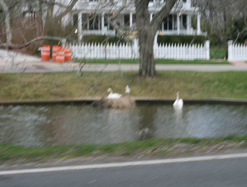 Nesting swan