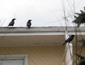 Crows next to a gas station (April 2008) Crows next to a gas station (April 2008)