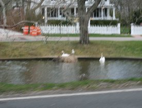 Nesting swan (April 2008) Nesting swan (April 2008)
