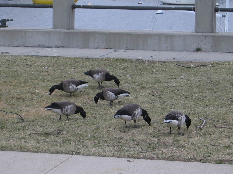 Canadian geese returning home for the summer