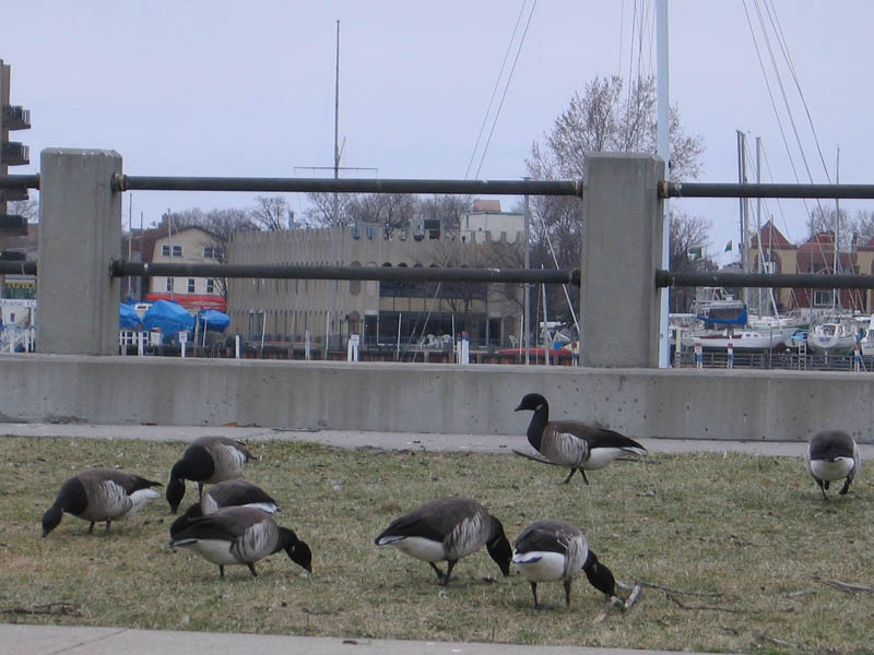 A walk around the Sheepshead Bay picture 16452