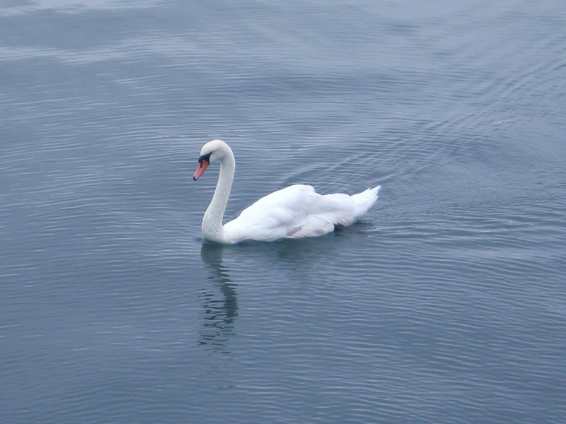 A walk around the Sheepshead Bay picture 16454