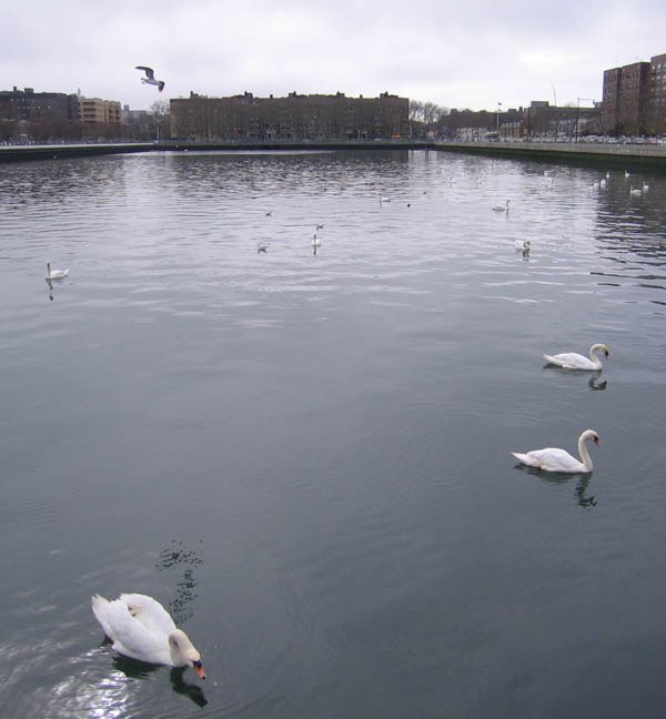 A walk around the Sheepshead Bay picture 16458