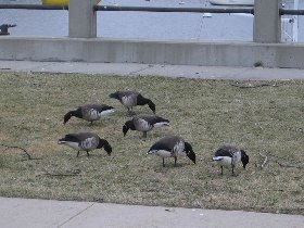 Canadian geese returning home for the summer (April 2008) Canadian geese returning home for the summer (April 2008)