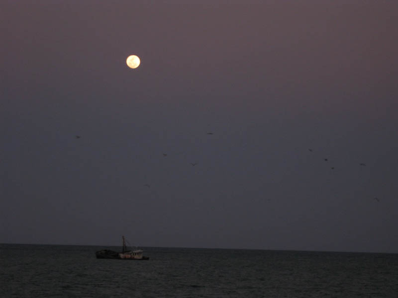 Moon and birds