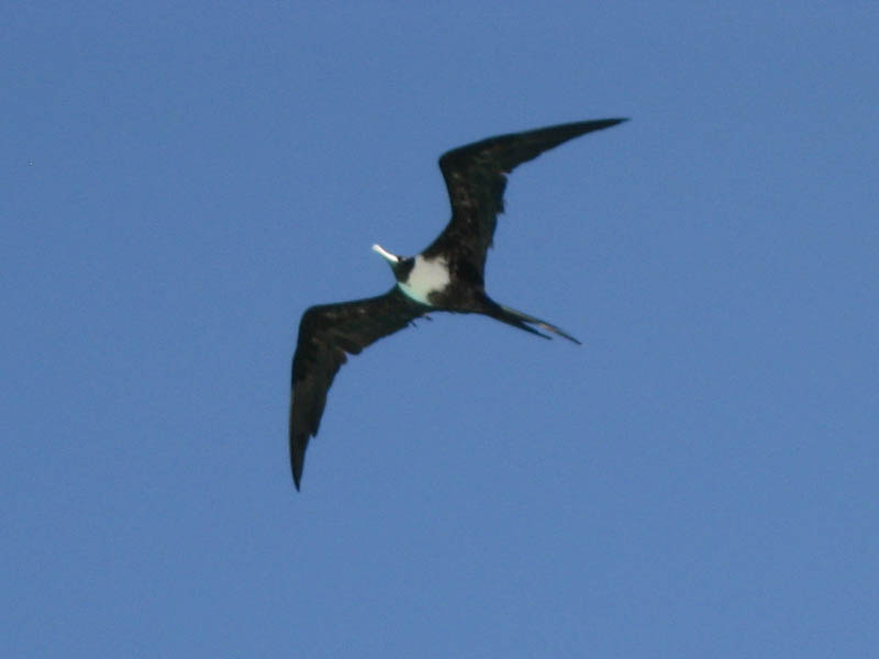Frigatebird above Navio (April 2008)