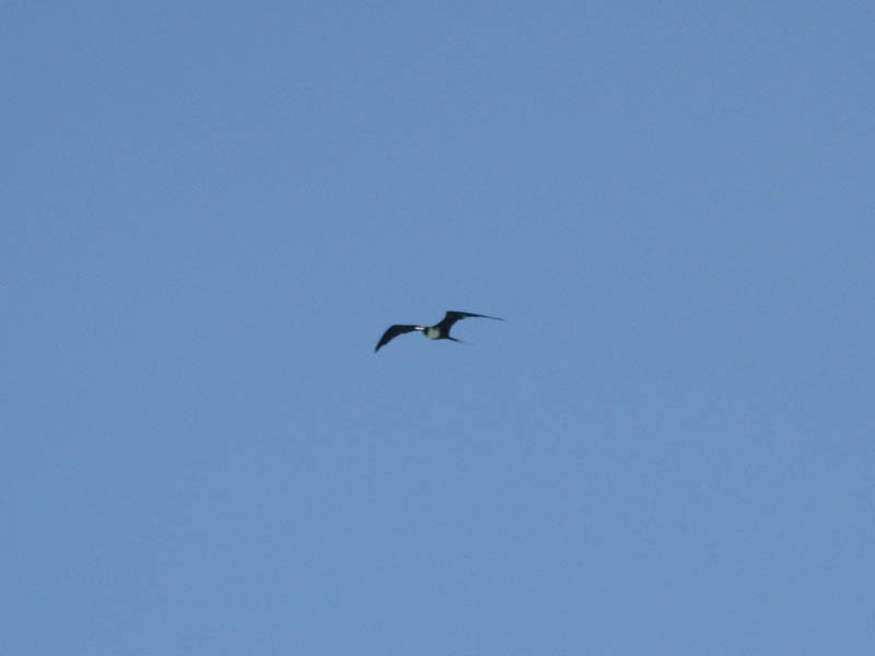 Frigatebird picture 16505