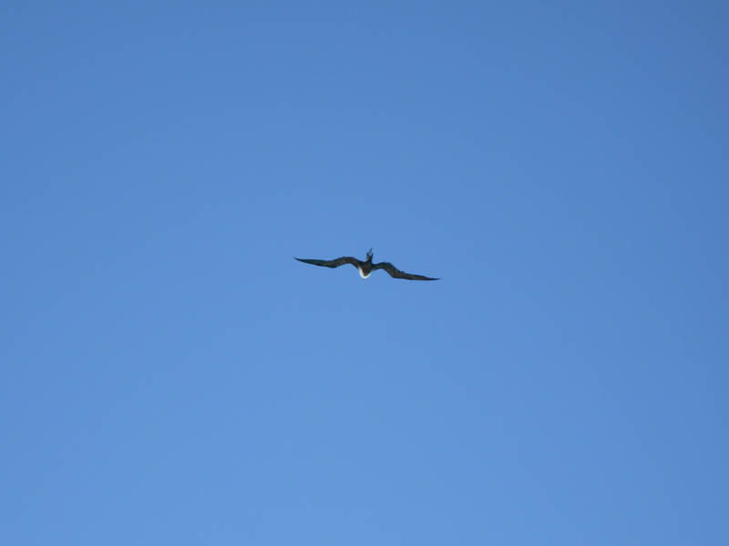 Frigatebird picture 16507