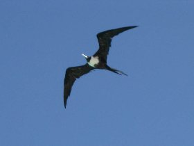 Frigatebird (April 2008) Frigatebird (April 2008)