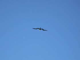 Frigatebird (April 2008) Frigatebird (April 2008)