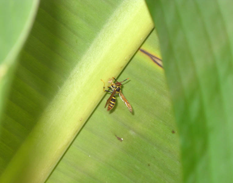 Wasp on the banana leaf