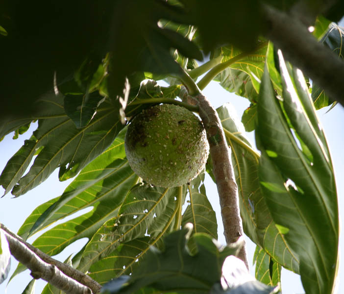 Breadfruit