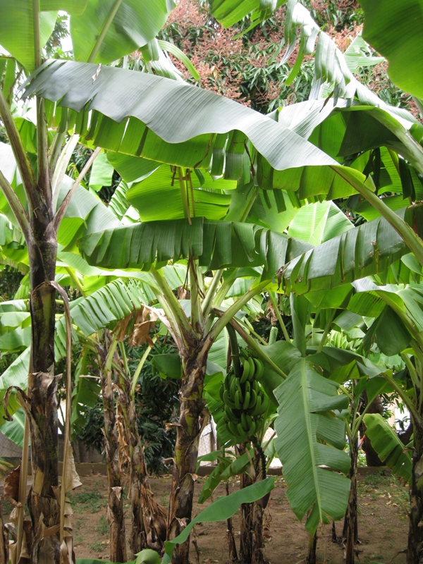 Bananas on our backyard picture 19244