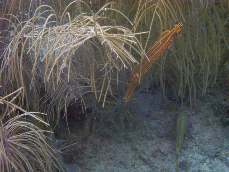 Trumpetfish next to the feather coral