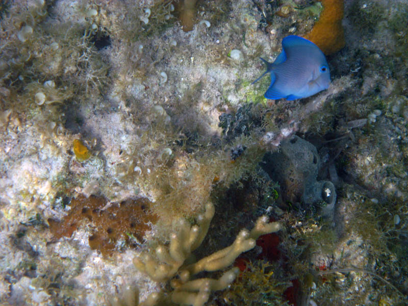 Bluefish feeding on corals