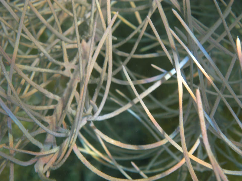 Detail of a feather coral