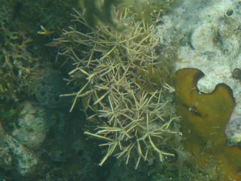 Needle coral