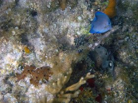 Bluefish feeding on corals (April 2008) Bluefish feeding on corals (April 2008)