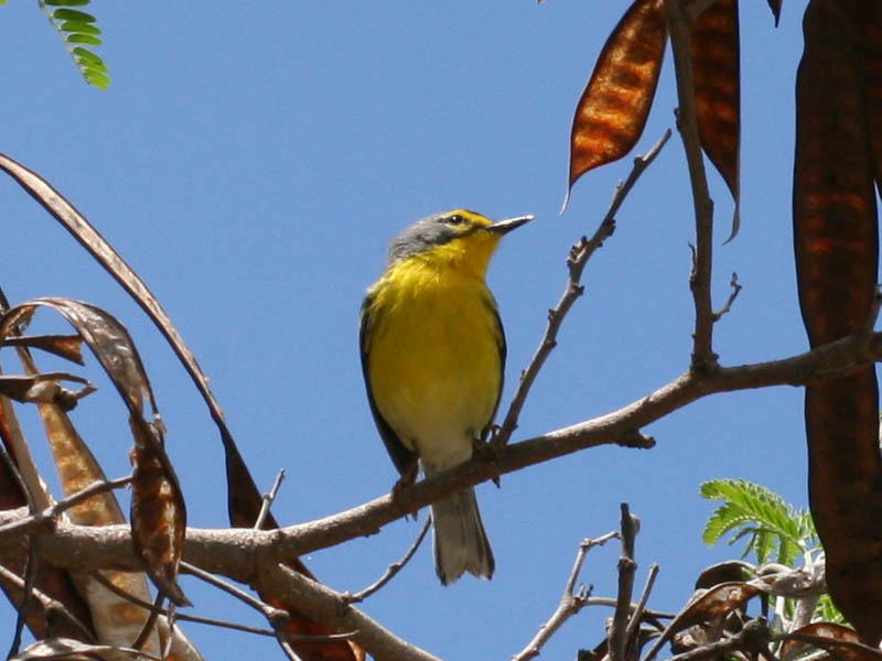 Adelaide's Warbler - Dendroica adelaidae - endemic to Puerto Rico