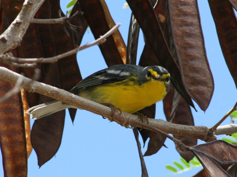 Adelaide's Warbler - Dendroica adelaidae - endemic to Puerto Rico (April 2008)