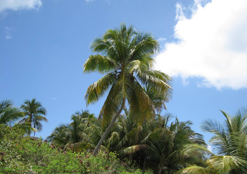 Green Beach picture 16816