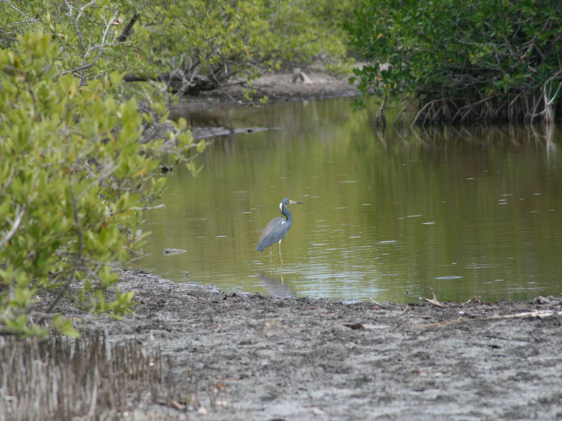 Tricolored Heron