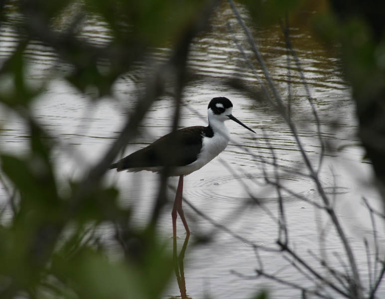 Black-necked Stilt