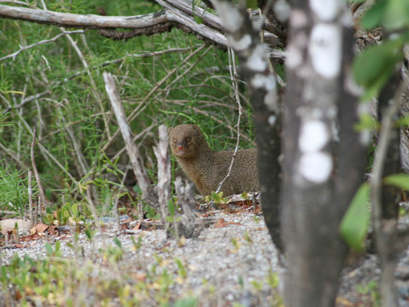 Those mongooses are everywhere - but this is the first one to wait for the photograph