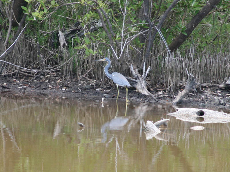 Laguna Kiani picture 16864