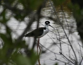 Black-necked Stilt (April 2008) Black-necked Stilt (April 2008)