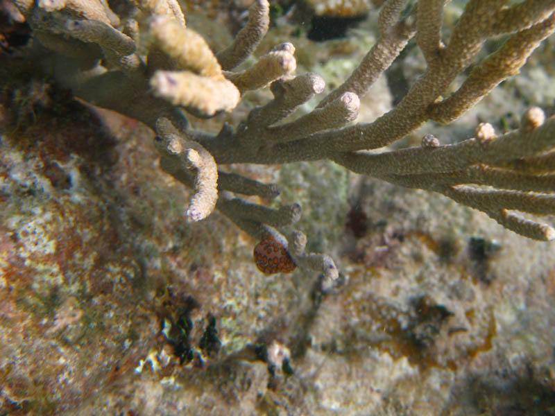 Flamingo tongue on coral