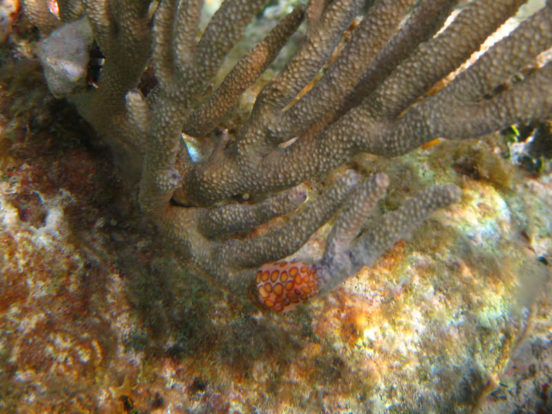 Flamingo tongue - a marine mollusk