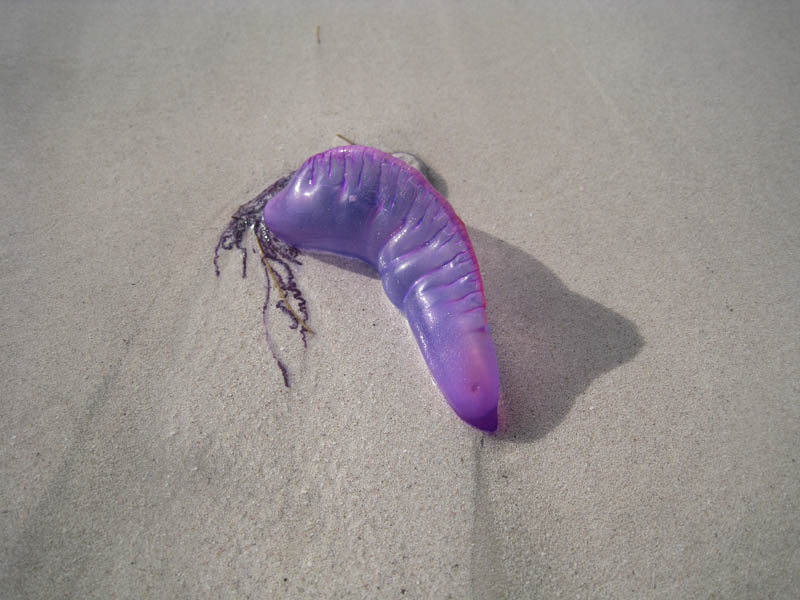 And indeed! - it's a Portuguese man-of-war