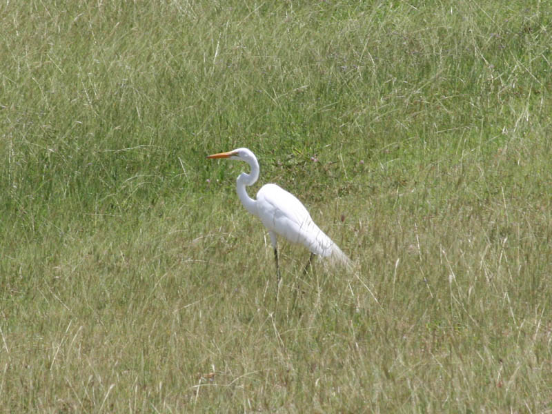 Great egret on a backyard in Bravos de Boston