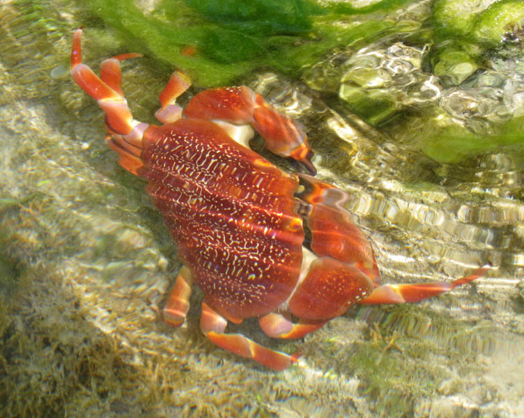 Len o Katka zakriala 'Aha krab!' stark vybehli z vody ako mladice