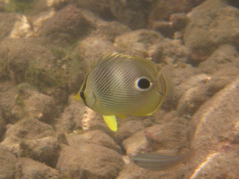 Four Eye Butterflyfish