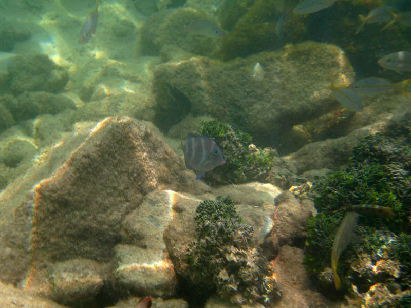 Blue tang in a group of yellowtail snappers